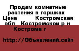 Продам комнатные растения в горшках › Цена ­ 250 - Костромская обл., Костромской р-н, Кострома г.  »    